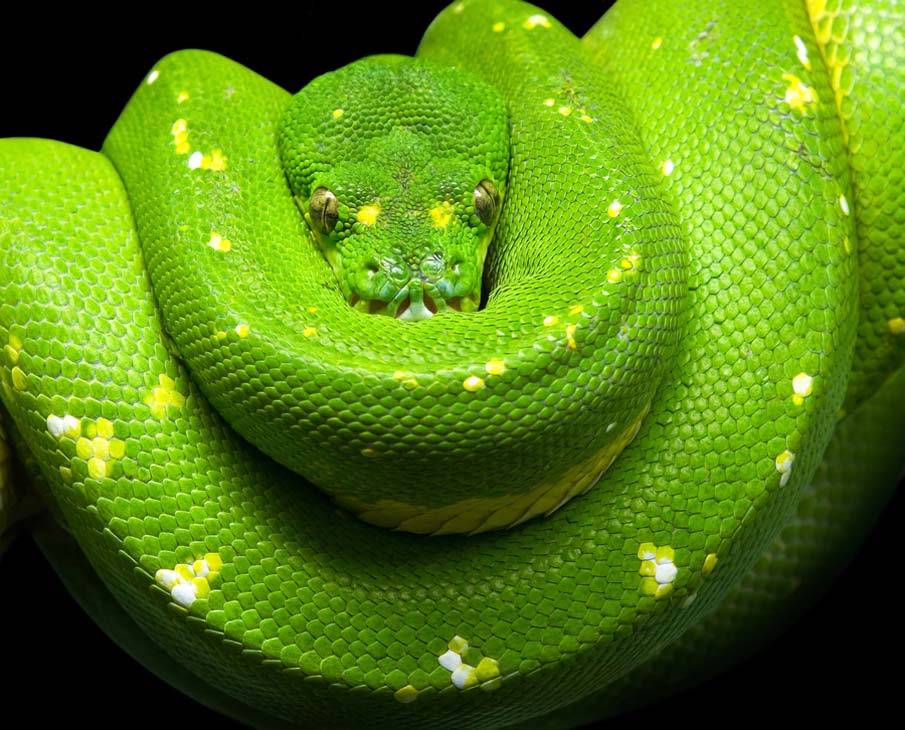 snakes 10 50 восхитительных змей