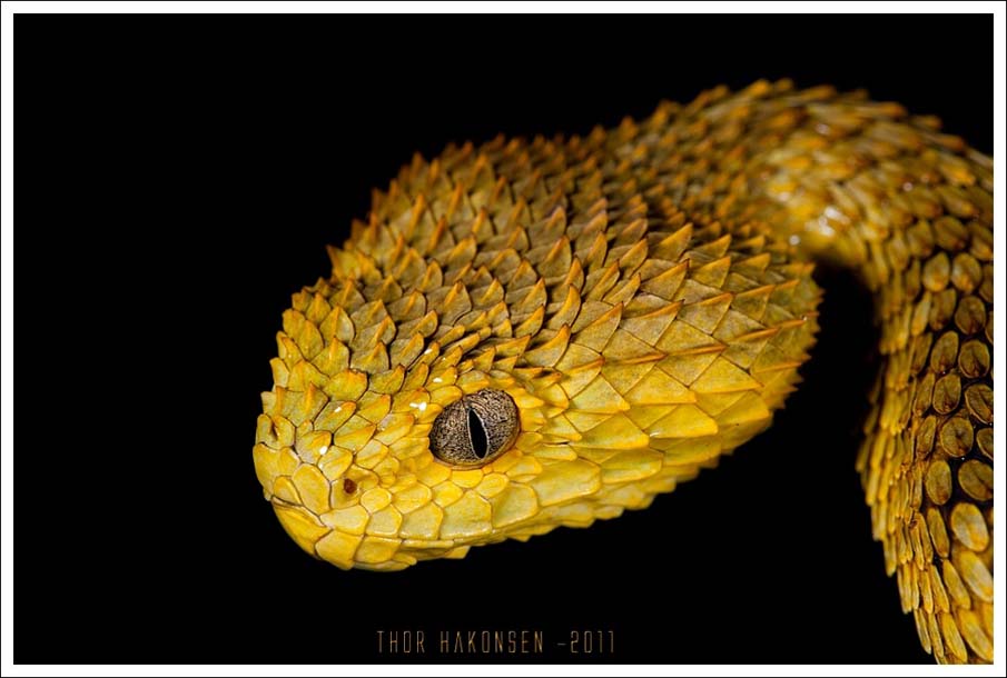 snakes 22 50 восхитительных змей