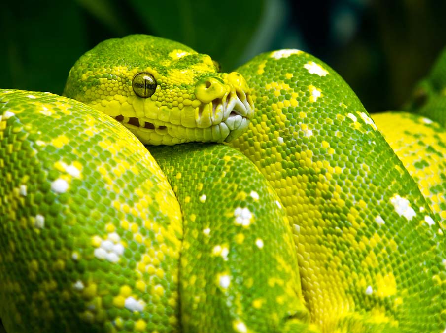snakes 25 50 восхитительных змей
