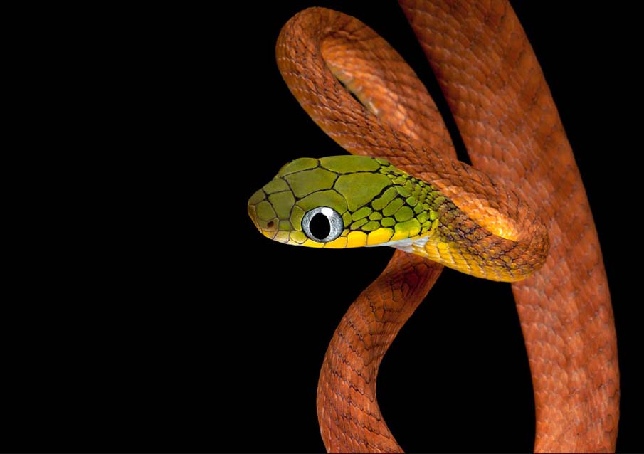 snakes 3 50 восхитительных змей