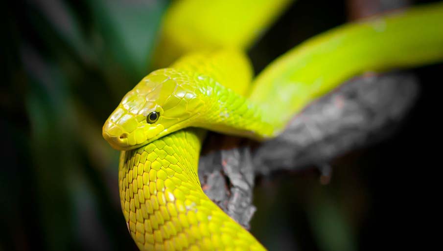 snakes 39 50 восхитительных змей