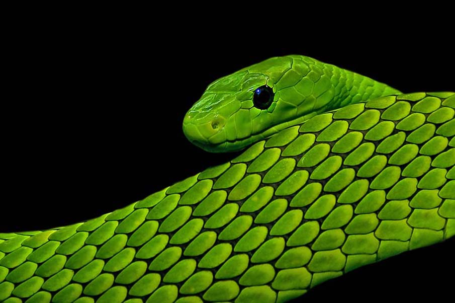 snakes 6 50 восхитительных змей