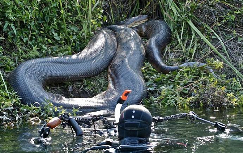 017 Diver făcut o fotografie uimitoare anaconda sub apa