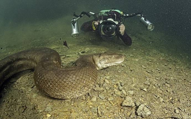 025 Diver făcut o fotografie uimitoare anaconda sub apa