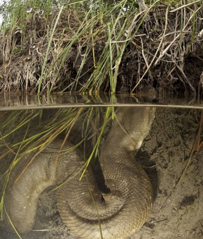 036 Diver făcut o fotografie uimitoare anaconda sub apa