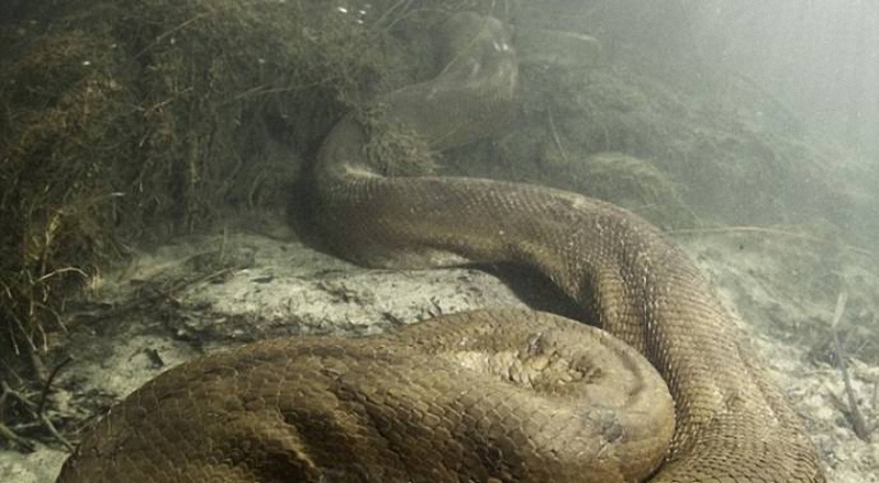 046 Diver făcut o fotografie uimitoare anaconda sub apa