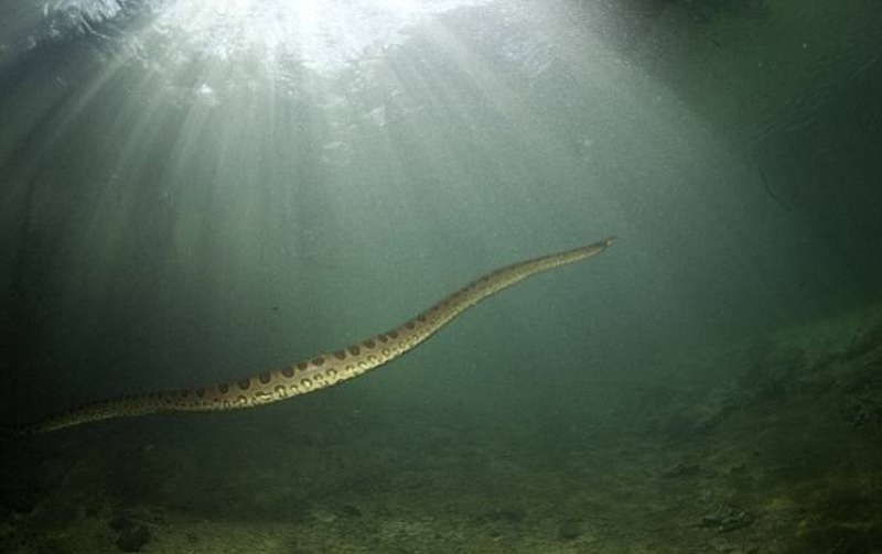 057 Дайвер сделал потрясающие фото анаконды под водой