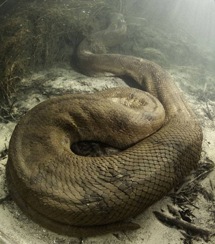 066 Diver făcut o fotografie uimitoare anaconda sub apa