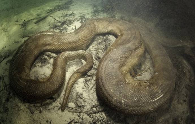 077 Diver făcut o fotografie uimitoare anaconda sub apa