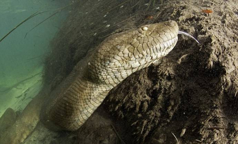 086 Diver făcut o fotografie uimitoare anaconda sub apa