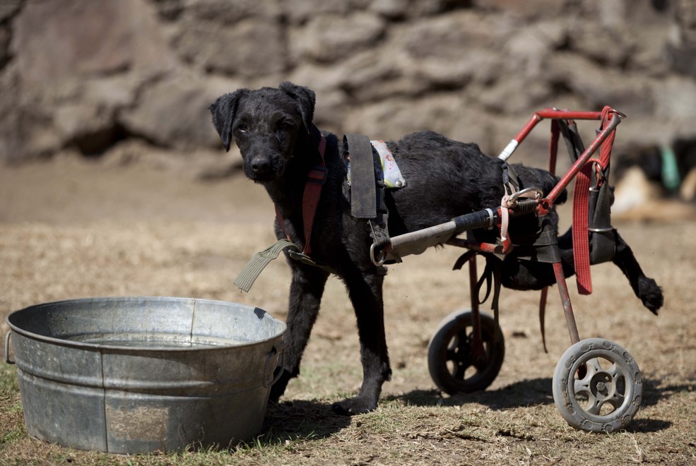0 9ca9d 45f76b80 orig Приют для бездомных собак инвалидов в Мехико