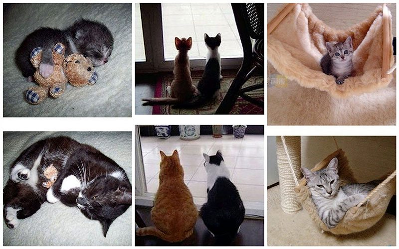 Коты, кошки и милые мордахи - Страница 5 BIGPIC1