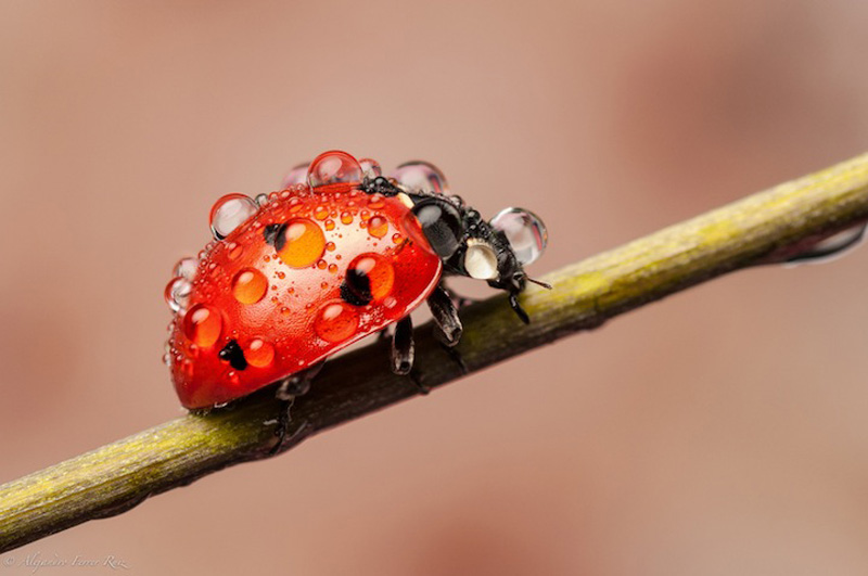 Ladybugs 1 Божьи коровки в каплях дождя