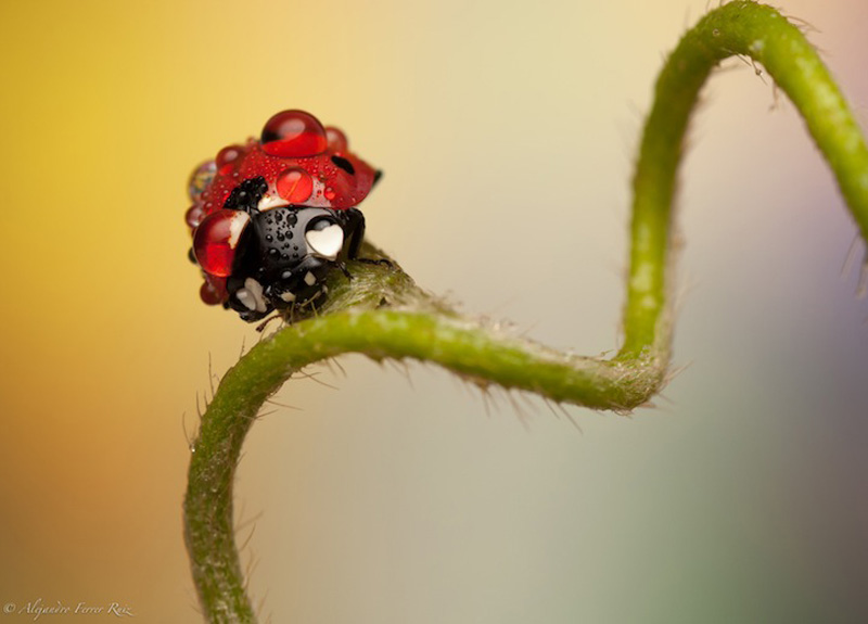 Ladybugs 10 Божьи коровки в каплях дождя