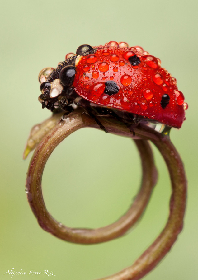 Ladybugs-11.jpg