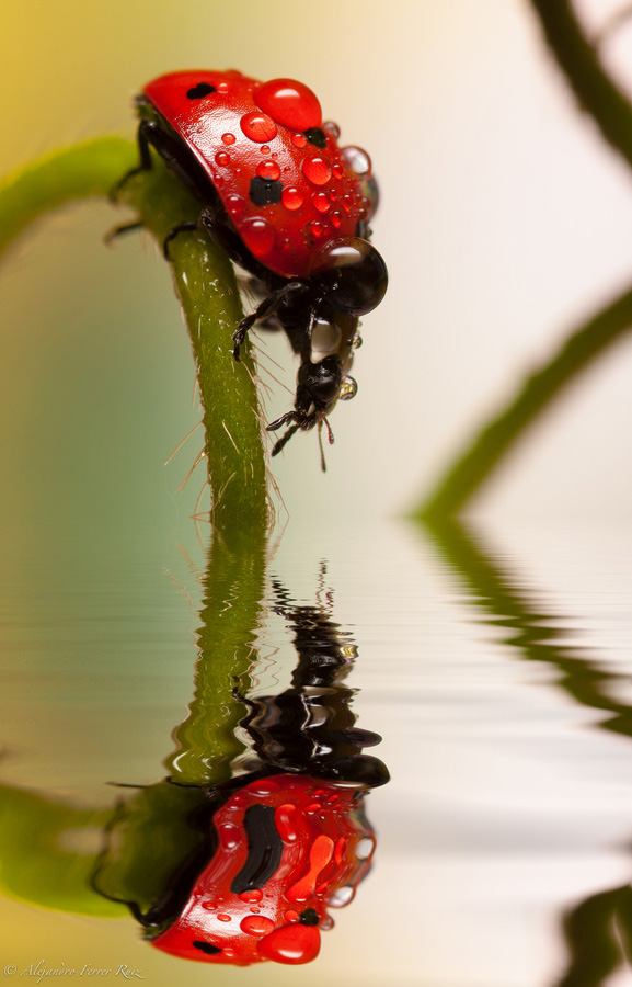 Ladybugs 12 Божьи коровки в каплях дождя