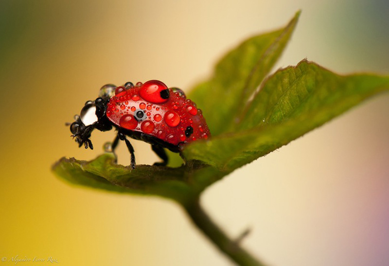 Ladybugs-2.jpg