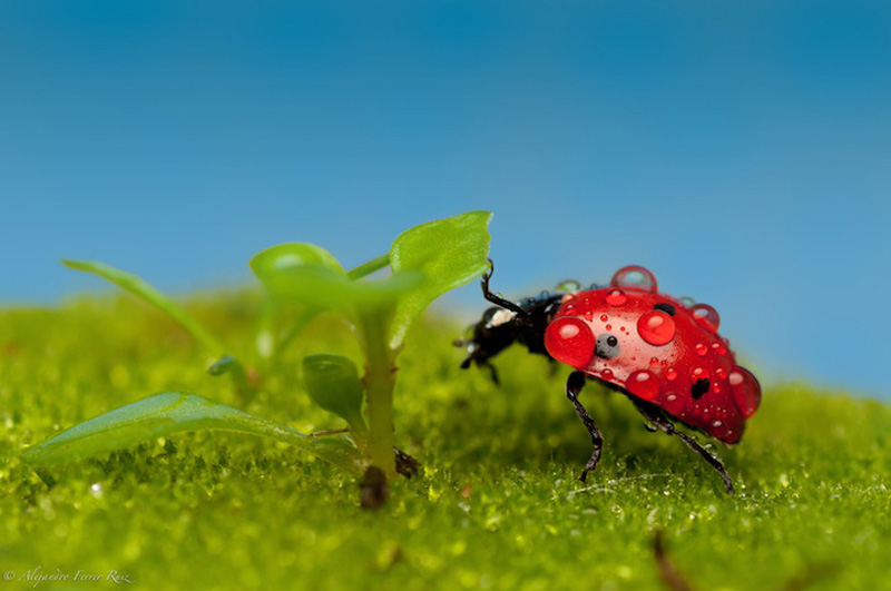 Ladybugs-3.jpg