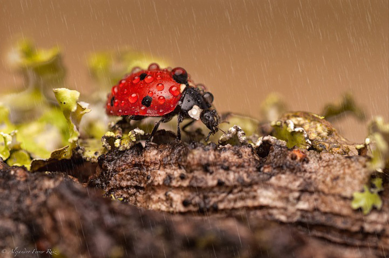 Ladybugs-4.jpg
