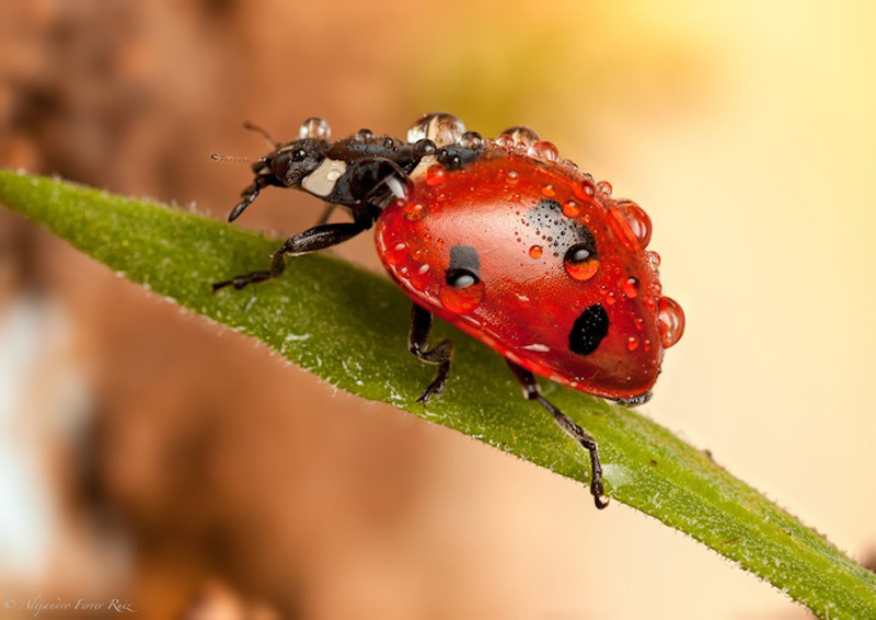 Ladybugs-5.jpg