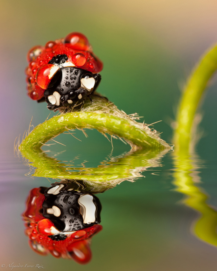 Ladybugs-6.jpg