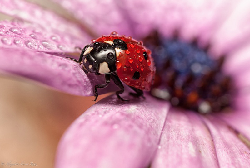 Ladybugs-7.jpg
