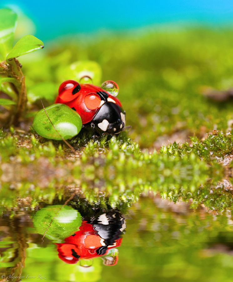Ladybugs 8 Божьи коровки в каплях дождя