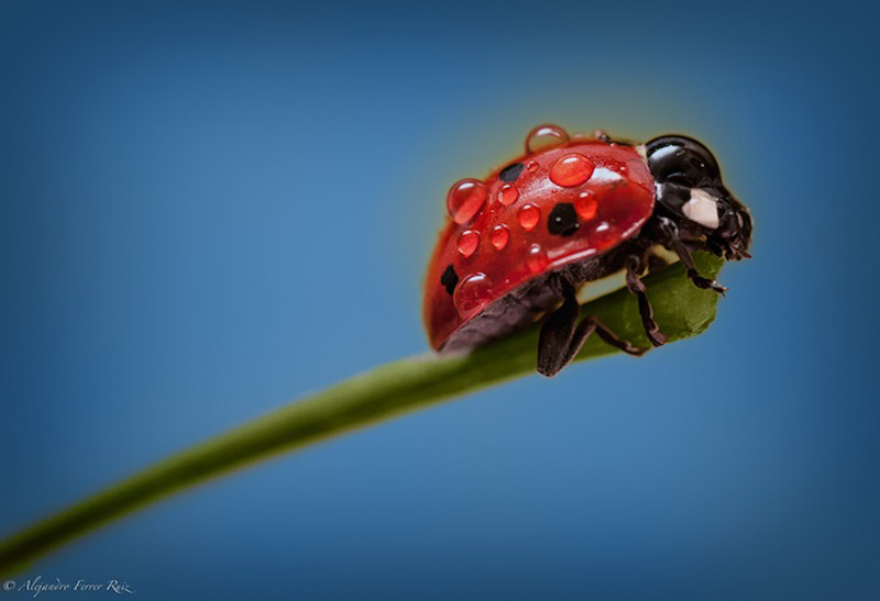 Ladybugs-9.jpg