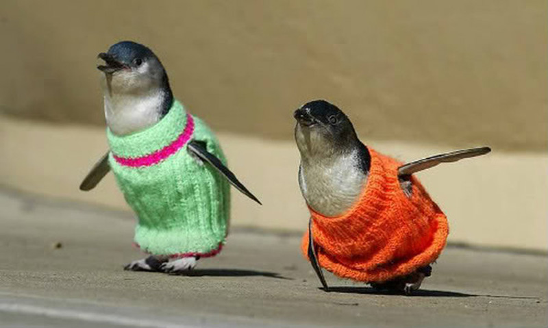 New Zealand Penguins 1 Пингвины в свитерах