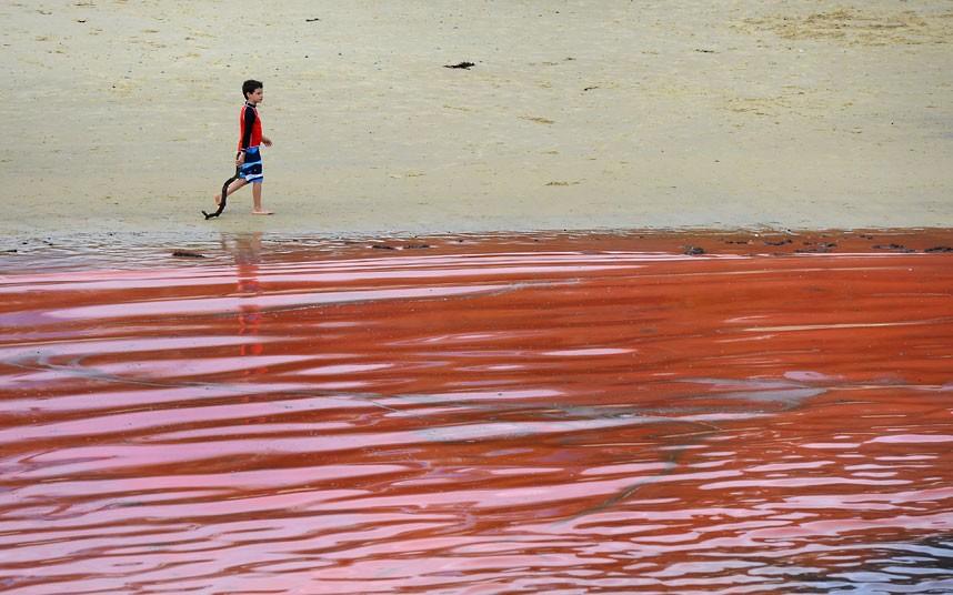 krovavoaliokean 2 Вода на пляжах Австралии окрасилась кроваво красным, напугав отдыхающих