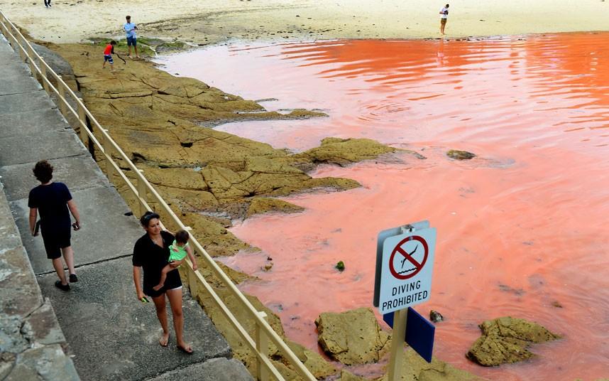 krovavoaliokean 3 Вода на пляжах Австралии окрасилась кроваво красным, напугав отдыхающих