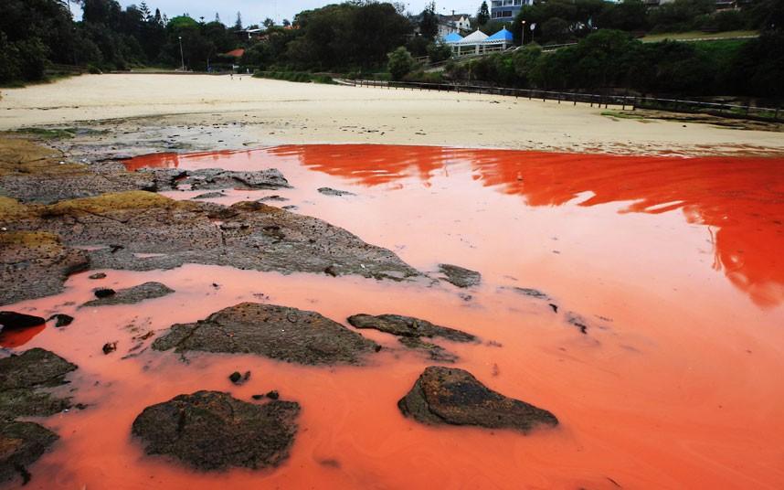 krovavoaliokean 6 Вода на пляжах Австралии окрасилась кроваво красным, напугав отдыхающих