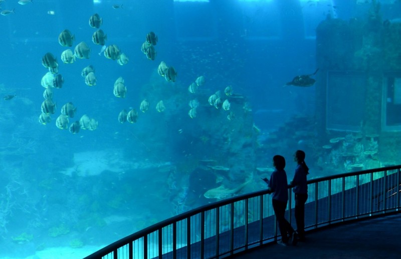 marine02 800x517 В Сингапуре открывается самый большой в мире океанариум