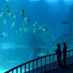 marine02 800x5171 150x150 Искусство аквариумистики   удивительные подводные пейзажи