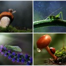 Улитки и насекомые в макрофотографиях Вадима Трунова