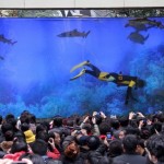 aquarium09 800x4531 150x150 Шанхайский бык. День самый первый