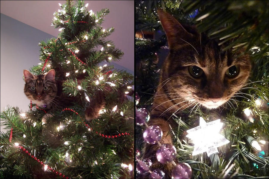 cat15 А вы поставили елку для кота?