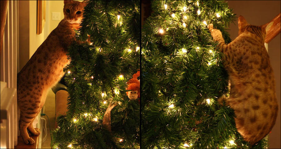 cat16 А вы поставили елку для кота?