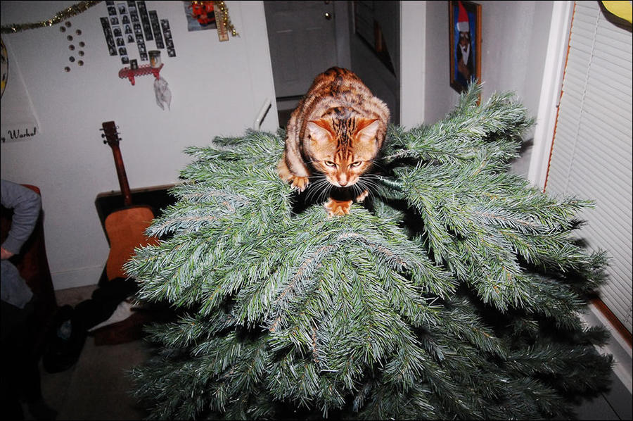cat22 А вы поставили елку для кота?
