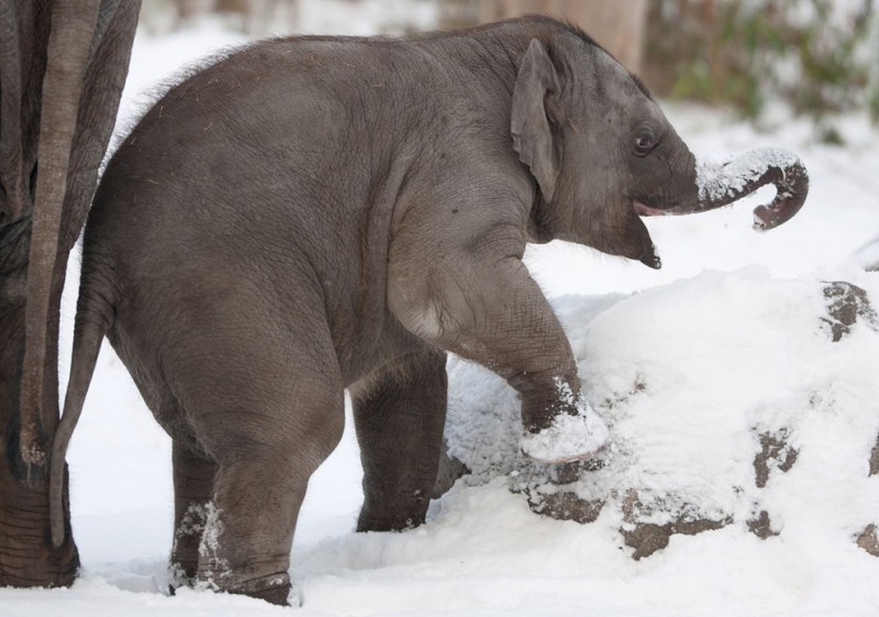 elephant06 800x561 Берлинский слонёнок в восторге от снега