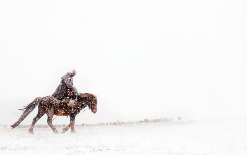 nomade10 800x503 Vanishing Cultures Project: Монгольские кочевники