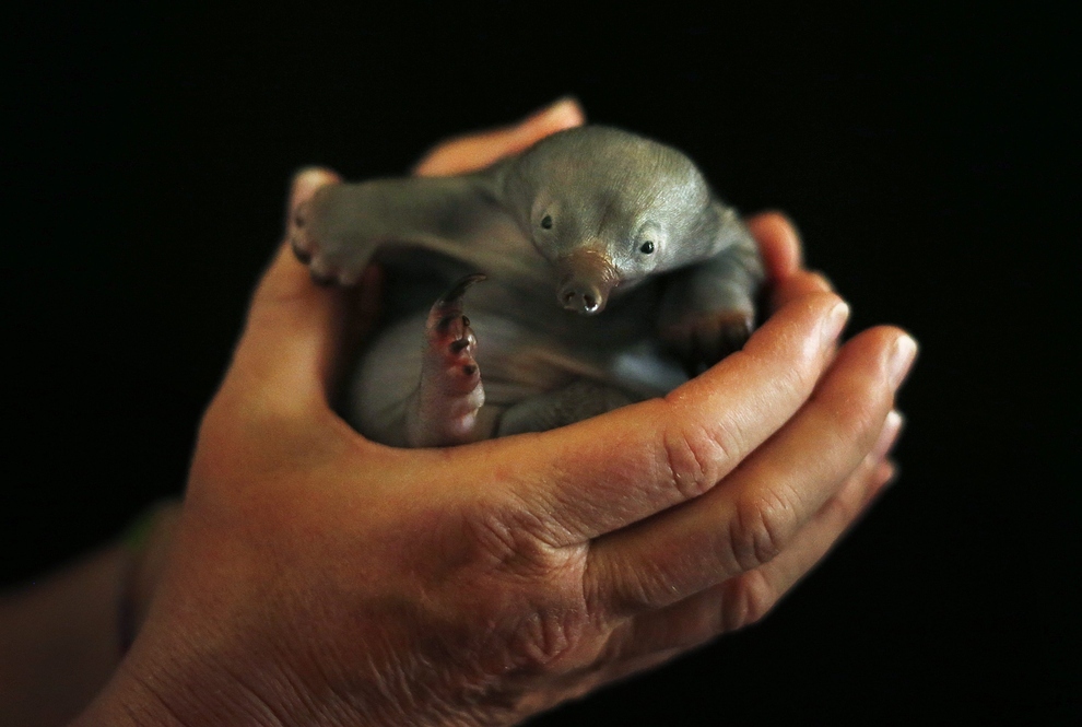 samiemiliedetyonishi 41 Самые милые детеныши животных за 2012 год