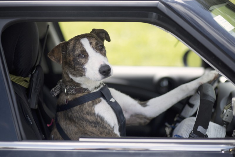 supercoolpics 05 800x533 В Новой Зеландии бездомные собаки научились водить автомобили