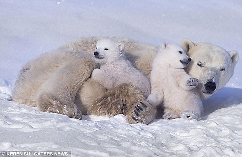 zabavniemedvejata 2 Зимние забавы белых медвежат и их мамы