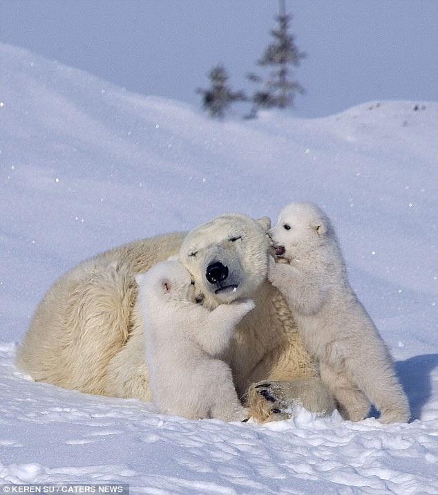 zabavniemedvejata 3 Зимние забавы белых медвежат и их мамы