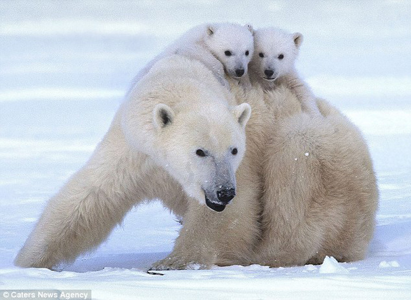 zabavniemedvejata 4 Зимние забавы белых медвежат и их мамы