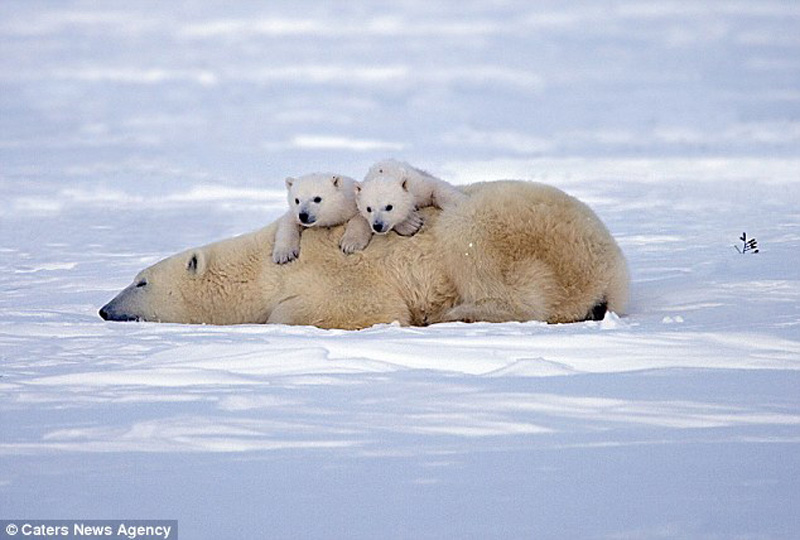 zabavniemedvejata 5 Зимние забавы белых медвежат и их мамы