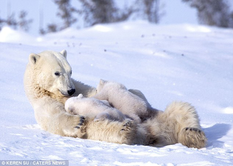 zabavniemedvejata 6 Зимние забавы белых медвежат и их мамы