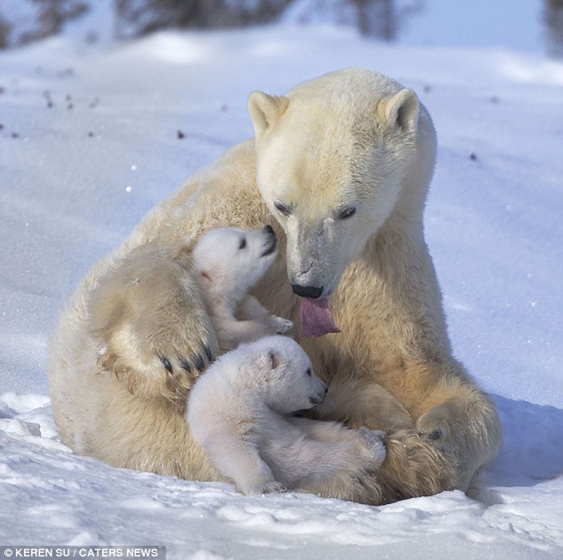 zabavniemedvejata 7 Зимние забавы белых медвежат и их мамы