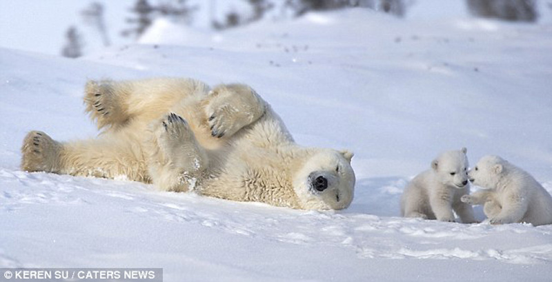 zabavniemedvejata 8 Зимние забавы белых медвежат и их мамы